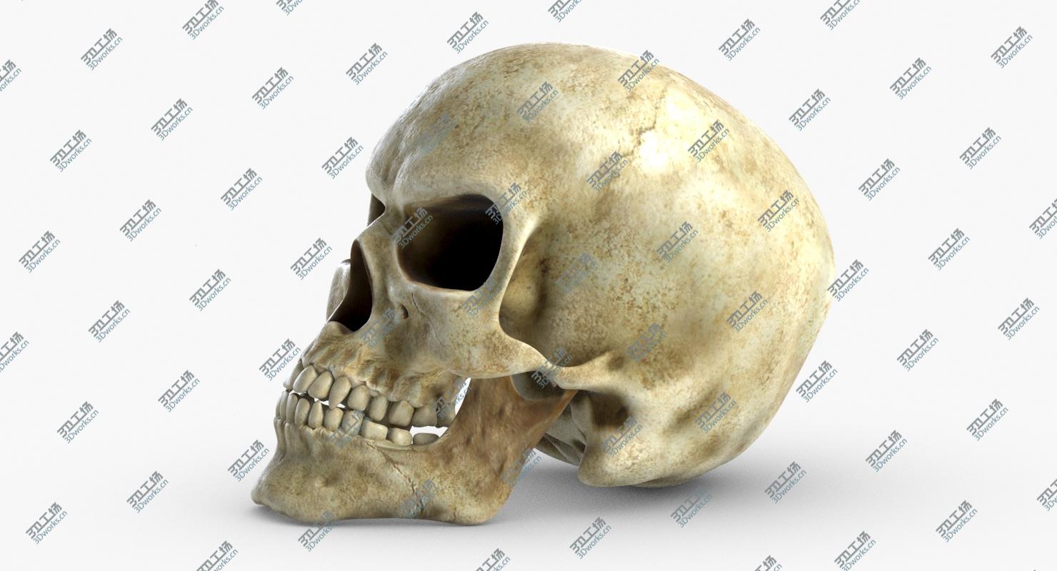 images/goods_img/202104023/Skull 3/2.jpg